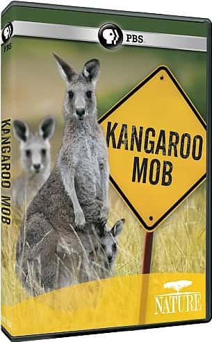 ¼Ƭ/Kangaroo Mob-Ļ