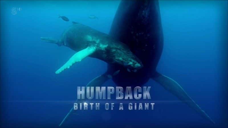 ¼Ƭͷ˵ĵ/Humpback Whale: Birth of a Giant-Ļ