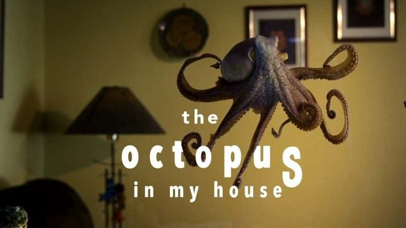 ¼ƬҼҵ/The Octopus in My House-Ļ