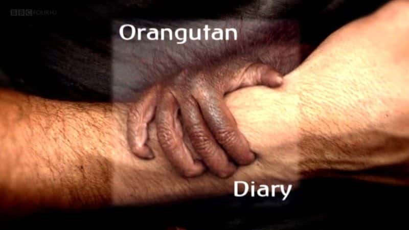 ¼Ƭռϵ1/Orangutan Diary Series 1-Ļ