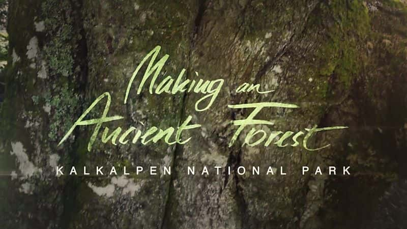 ¼Ƭһϵɭ֣ҹ԰/Making an Ancient Forest: Kalkalpen National Park-Ļ