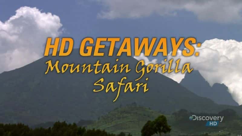 ¼Ƭɽش֮/Mountain Gorilla Safari-Ļ