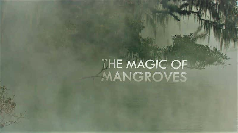 ¼Ƭֵħ/The Magic of Mangroves-Ļ