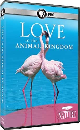 ¼Ƭеİ/Love in the Animal Kingdom-Ļ