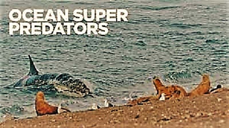 ¼Ƭ󳬼ʳ/Ocean Super Predators-Ļ