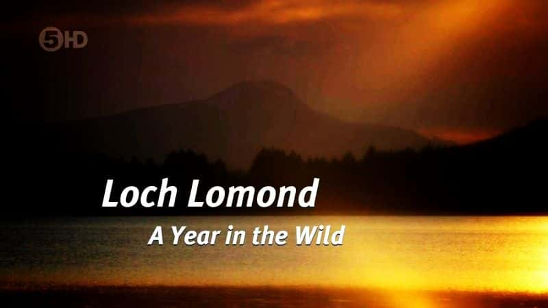 ¼Ƭɵ£Ұһ/Loch Lomond: A Year in the Wild-Ļ