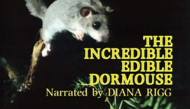 ¼Ƭŵʳ˯/The lncredible Edible Dormouse-Ļ