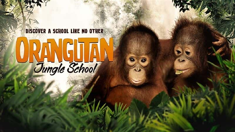 ¼ƬɴѧУ1/Orangutan Jungle School: Series 1-Ļ