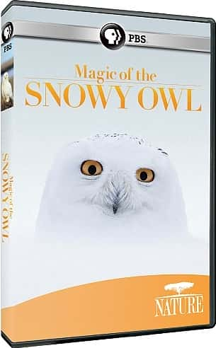 ¼Ƭѩ^ħ/Magic of the Snowy Owl-Ļ