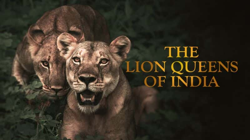 ¼ƬӡȵʨŮ/The Lion Queens of India-Ļ