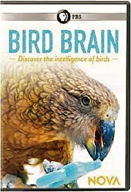 ¼ƬNova/Nova: Bird Brain-Ļ