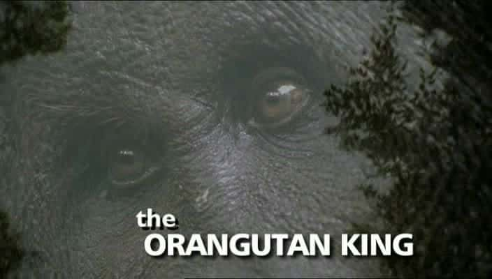 ¼Ƭ֮/The Orangutan King-Ļ