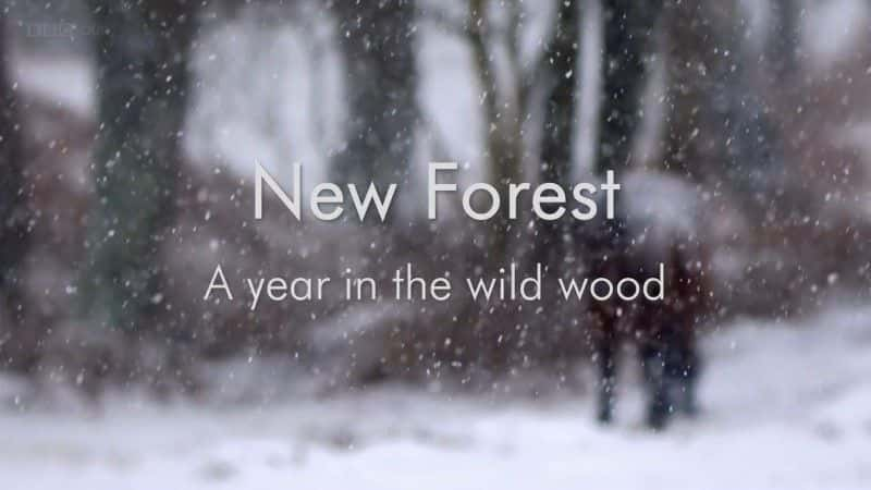 ¼Ƭɭ֣Ұľĵһ/New Forest: A Year in the Wild Wood-Ļ