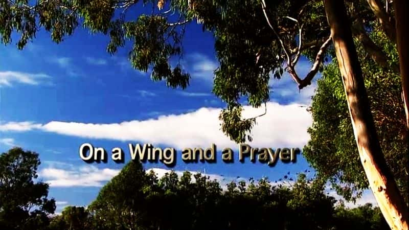 ¼Ƭƾһһ/On a Wing and a Prayer-Ļ