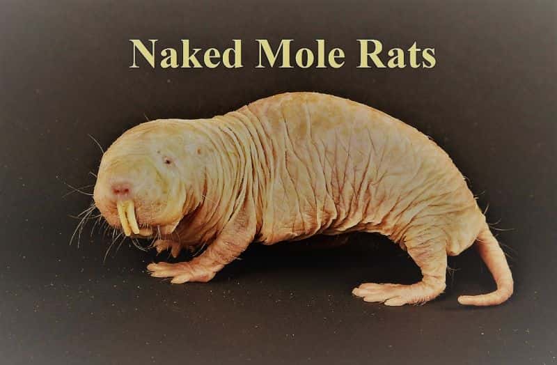 ¼Ƭ/Naked Mole Rats-Ļ