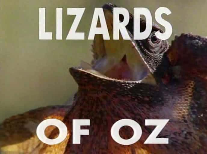 ¼Ƭ޵/Lizards of Oz-Ļ