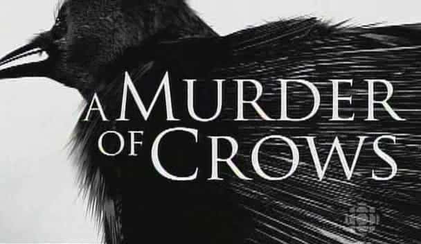 ¼ƬһȺѻ/A Murder of Crows-Ļ