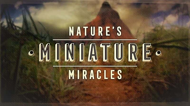 ¼ƬȻ΢漣/Natures Miniature Miracles-Ļ