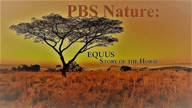 ¼ƬȻĹ/Nature: Equus Story of the Horse-Ļ