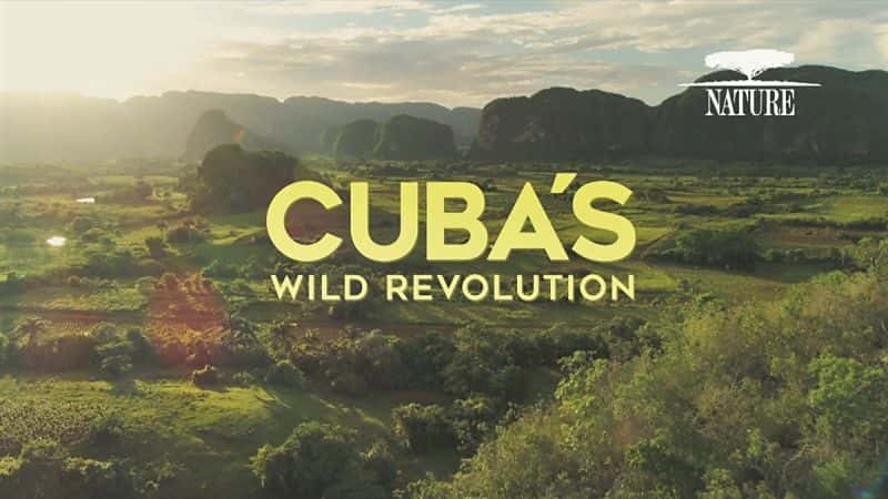 ¼ƬȻŰ͵Ұ/Nature: Cubas Wild Revolution-Ļ