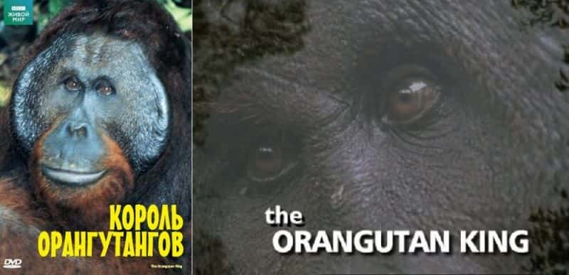 ¼Ƭ֮/The Orangutan King-Ļ