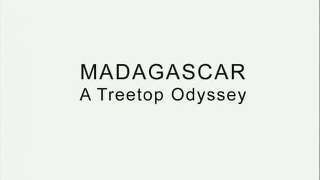 ¼Ƭ˹ - µ/Madagascar - A Treetop Odyssey-Ļ