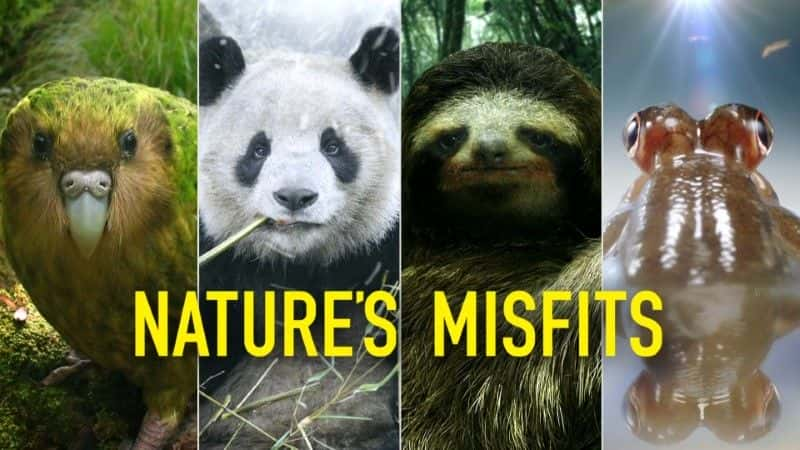 ¼ƬȻĹֿ/Nature's Misfits-Ļ