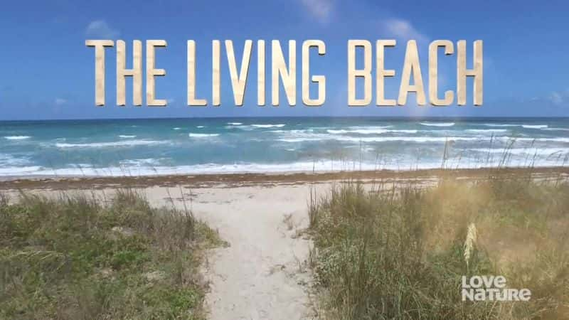 ¼Ƭŵĺ̲/The Living Beach-Ļ