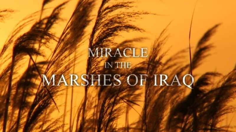 ¼Ƭ漣/Miracle in the Marshes of Iraq-Ļ