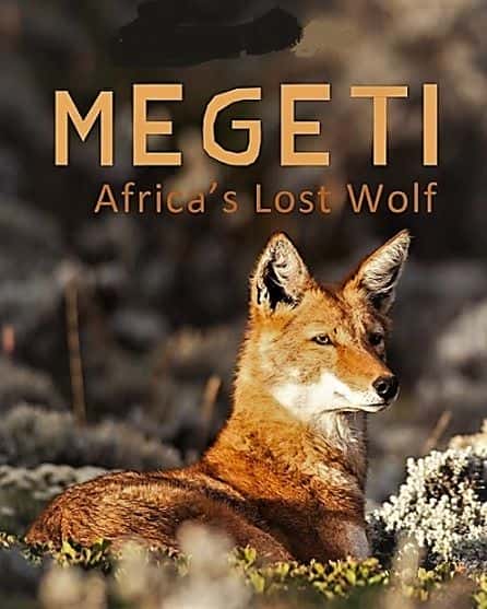 ¼Ƭ÷ǵ٣ʧ/Megeti Africas Lost Wolf-Ļ