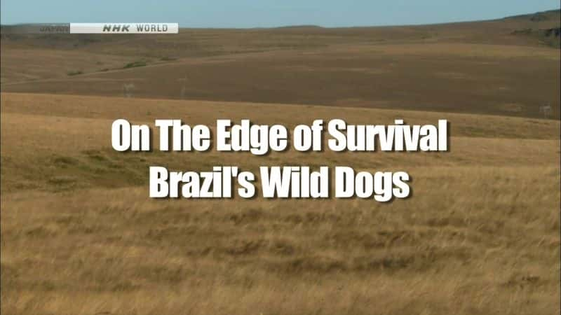 ¼ƬԵҰ/On the Edge of Survival: Brazil's Wild Dogs-Ļ