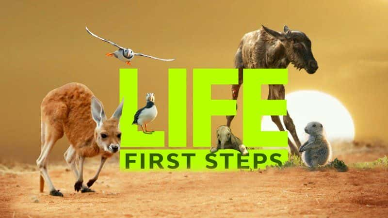 ¼Ƭһ/Life: First Steps-Ļ