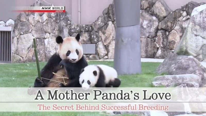 ¼Ƭĸèİ/A Mother Panda's Love-Ļ