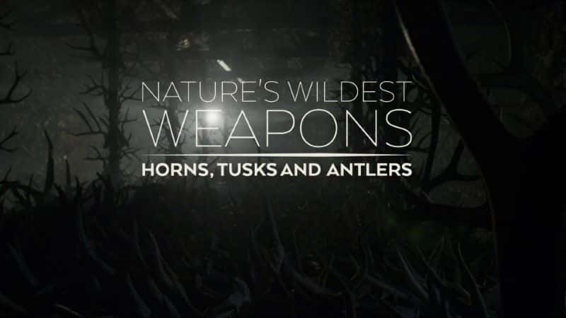 ¼ƬȻҰ/Nature's Wildest Weapons-Ļ