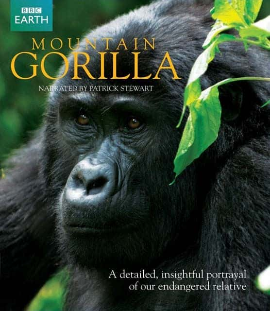 ¼Ƭɽش/Mountain Gorilla-Ļ