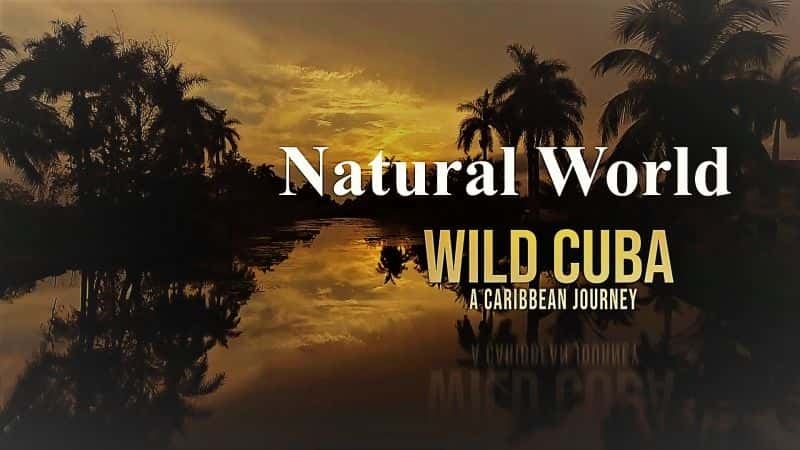 ¼ƬȻ磺ҰŰ֮õһ/Natural World : Wild Cuba a Caribbean Journey Part 1-Ļ