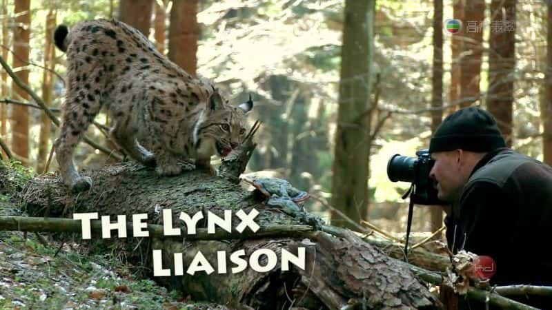 ¼ƬԱ/The Lynx Liaison-Ļ
