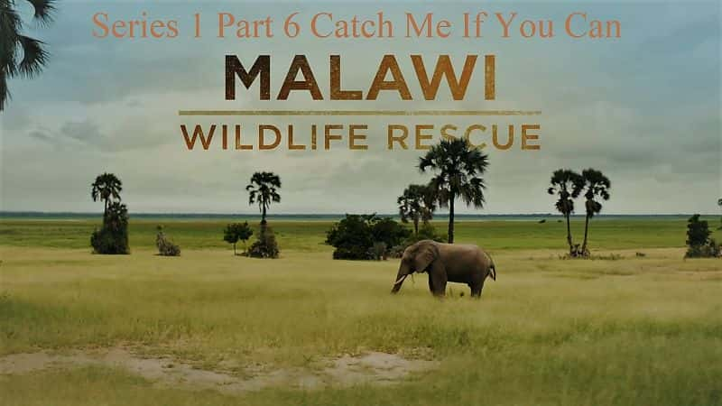 ¼ƬάҰԮϵ16֣ץס/Malawi Wildlife Rescue Series 1 Part 6 Catch Me If You Can-Ļ