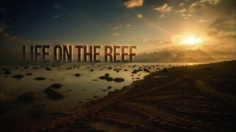 ¼Ƭɺϵ/Life on the Reef-Ļ