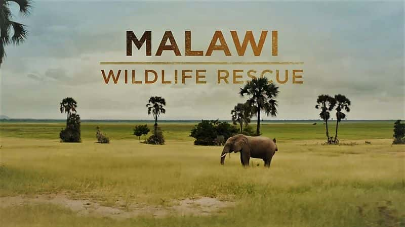 ¼ƬάҰԮϵ1/Malawi Wildlife Rescue: Series 1-Ļ