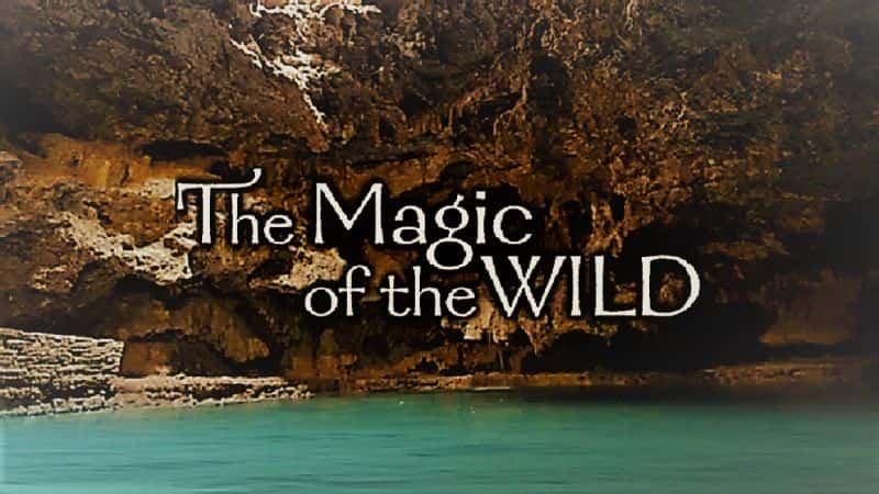 ¼ƬҰԵħϵ1/The Magic of the Wild: Series 1-Ļ