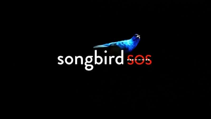 ¼Ƭź/Songbird SOS-Ļ