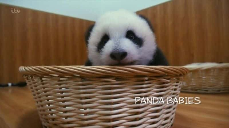 ¼Ƭè/Panda Babies-Ļ