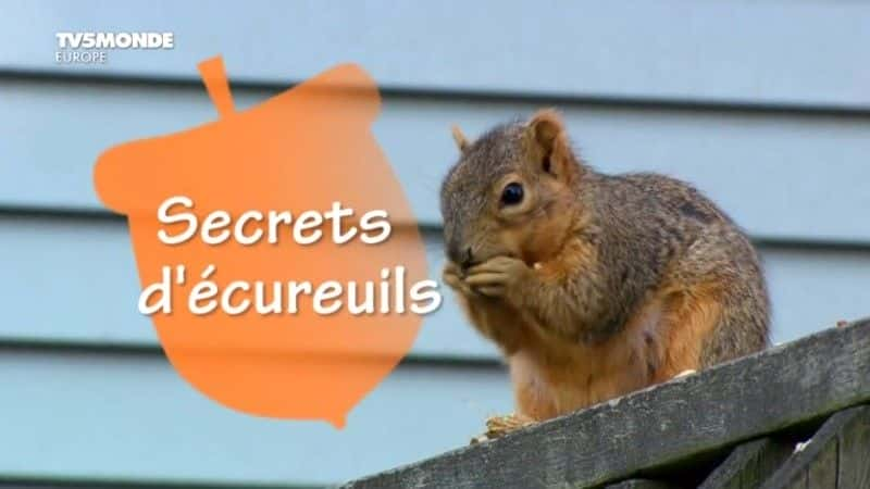 ¼Ƭ/Secrets d'ecureuils-Ļ