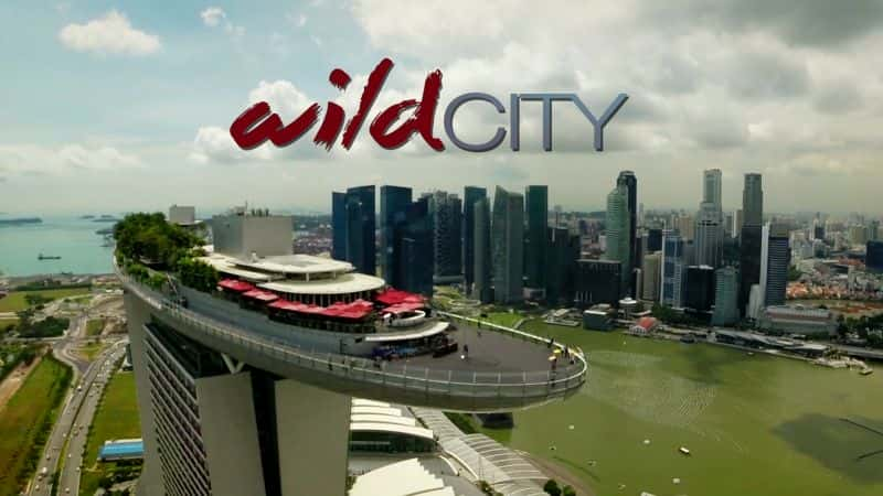 ¼Ƭ¼£Ұ-һ/Singapore: Wild City-Series 1-Ļ