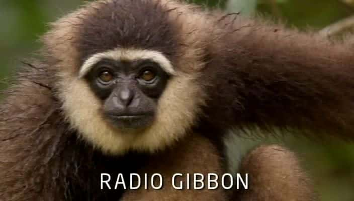 ¼ƬԳ֮/Radio Gibbon-Ļ