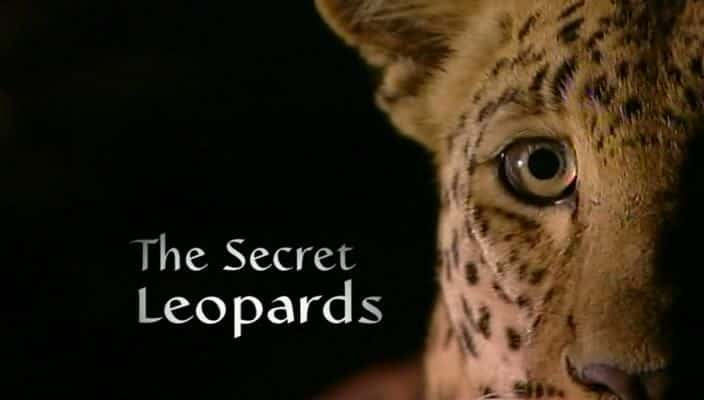 ¼Ƭܱ/The Secret Leopards-Ļ