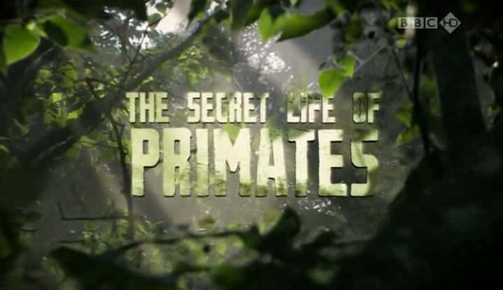 ¼Ƭ鳤ද/The Secret Life of Primates-Ļ