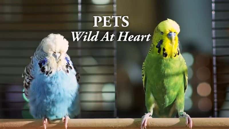 ¼ƬҰԵ/Pets: Wild at Heart-Ļ