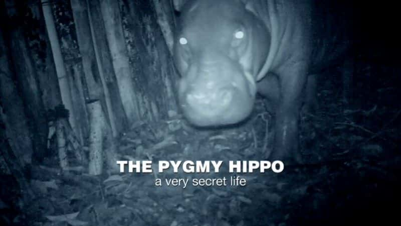 ¼Ƭ٪һǳܵ/The Pygmy Hippo: A Very Secret Life-Ļ